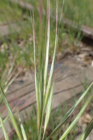 Bromus diandrus \ Gro��hrige Trespe / Great Brome, D Mannheim 5.5.2019