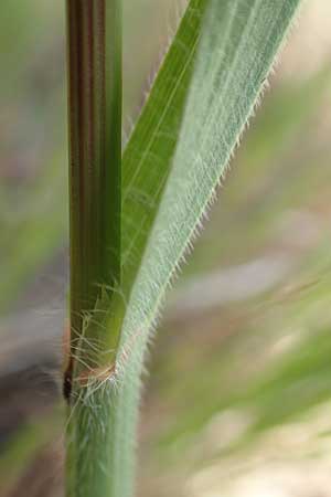 Bromus diandrus \ Gro��hrige Trespe / Great Brome, D Mannheim 5.5.2019
