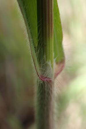 Bromus diandrus \ Gro��hrige Trespe / Great Brome, D Mannheim 5.5.2019