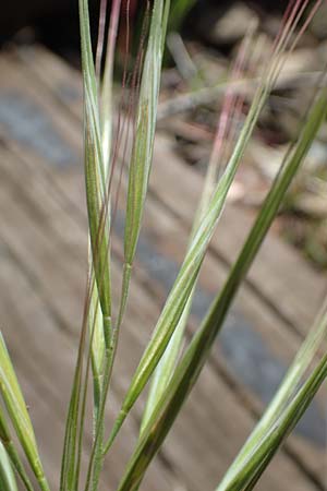 Bromus diandrus \ Gro��hrige Trespe / Great Brome, D Mannheim 5.5.2019