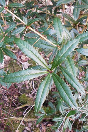 Berberis julianae \ Gro�bl�ttrige Berberitze, Julianes Berberitze / Juliane's Barberry, D Alsbach 19.3.2015