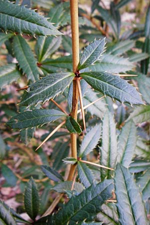 Berberis julianae \ Gro�bl�ttrige Berberitze, Julianes Berberitze / Juliane's Barberry, D Alsbach 19.3.2015