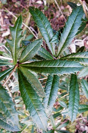 Berberis julianae \ Gro�bl�ttrige Berberitze, Julianes Berberitze / Juliane's Barberry, D Alsbach 19.3.2015