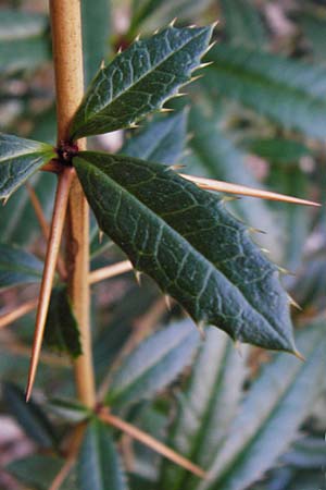 Berberis julianae \ Gro�bl�ttrige Berberitze, Julianes Berberitze / Juliane's Barberry, D Alsbach 19.3.2015