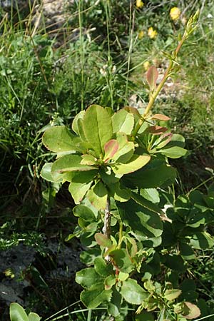 Berberis vulgaris \ Berberitze, Sauerdorn / Barberry, D Fridingen 3.6.2015