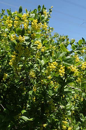 Berberis vulgaris \ Berberitze, Sauerdorn / Barberry, D Grünstadt-Asselheim 26.4.2020