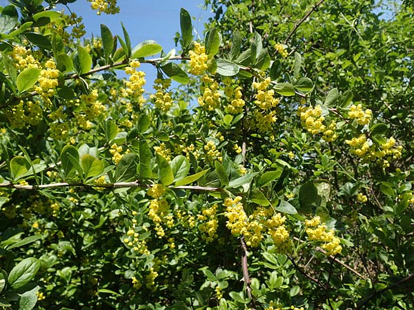 Berberis vulgaris \ Berberitze, Sauerdorn / Barberry, D Grünstadt-Asselheim 26.4.2020