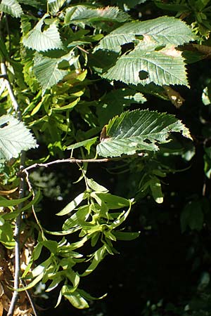 Carpinus betulus \ Hain-Buche, Wei-Buche / Hornbeam, D Bochum 9.8.2021