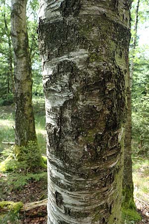 Betula carpatica \ Karpaten-Birke / Carpathian Birch, D Rhön, Schwarzes Moor 20.6.2023
