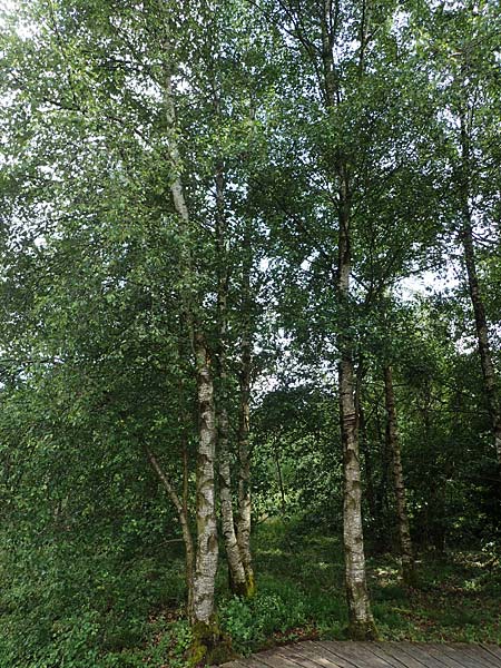 Betula carpatica \ Karpaten-Birke / Carpathian Birch, D Rhön, Schwarzes Moor 20.6.2023