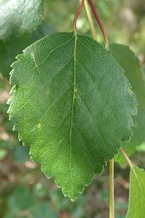 Betula carpatica \ Karpaten-Birke / Carpathian Birch, D Rhön, Schwarzes Moor 20.6.2023