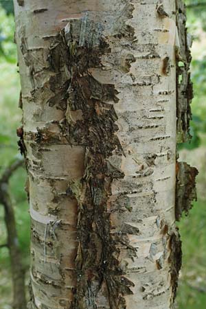 Betula carpatica \ Karpaten-Birke / Carpathian Birch, D Rhön, Schwarzes Moor 20.6.2023