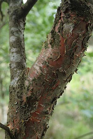 Betula carpatica \ Karpaten-Birke / Carpathian Birch, D Rhön, Schwarzes Moor 20.6.2023