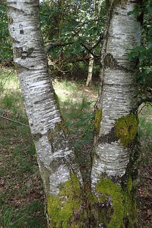 Betula carpatica \ Karpaten-Birke / Carpathian Birch, D Rhön, Schwarzes Moor 20.6.2023