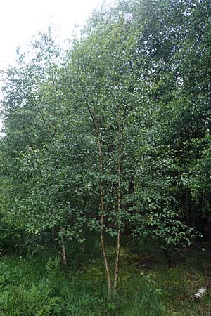Betula carpatica \ Karpaten-Birke / Carpathian Birch, D Rhön, Schwarzes Moor 20.6.2023