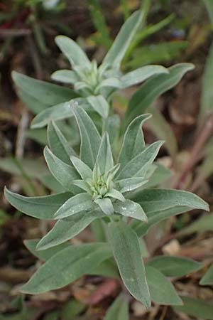 Berteroa incana \ Graukresse / Hoary Alyssum, D Mannheim 4.4.2026