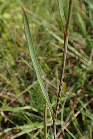 Bupleurum falcatum \ Langblttriges Hasenohr, Sichelblttriges Hasenohr / Sickle-Leaved Hare's Ear, D Buchen 19.8.2017