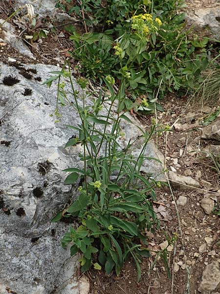 Bupleurum falcatum \ Langblttriges Hasenohr, Sichelblttriges Hasenohr / Sickle-Leaved Hare's Ear, D Beuron 26.6.2018