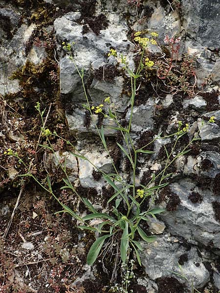 Bupleurum falcatum \ Langblttriges Hasenohr, Sichelblttriges Hasenohr / Sickle-Leaved Hare's Ear, D Beuron 26.6.2018