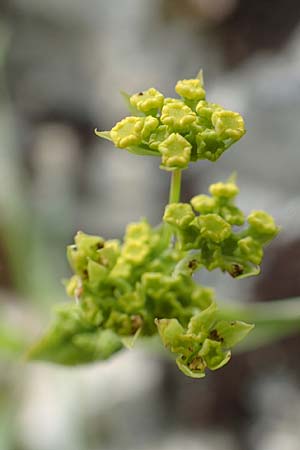 Bupleurum falcatum \ Langblttriges Hasenohr, Sichelblttriges Hasenohr / Sickle-Leaved Hare's Ear, D Beuron 26.6.2018