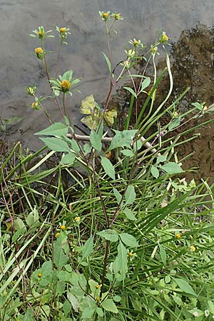 Bidens frondosa \ Schwarzfrchtiger Zweizahn / Devil's Beggartick, D Bochum 9.9.2020