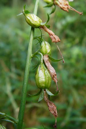 Adenophora liliifolia \ Lilienblttrige Becherglocke, Wohlriechende Schellenblume / Common Ladybell, D Wallersdorf 25.7.2015