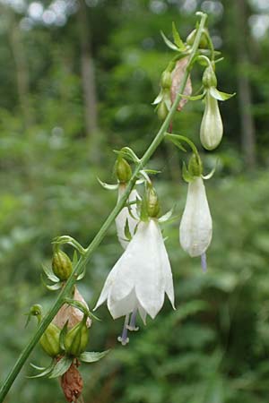 Adenophora liliifolia \ Lilienblttrige Becherglocke, Wohlriechende Schellenblume / Common Ladybell, D Wallersdorf 25.7.2015