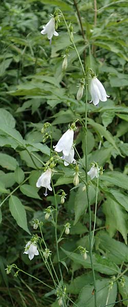 Adenophora liliifolia \ Lilienblttrige Becherglocke, Wohlriechende Schellenblume / Common Ladybell, D Wallersdorf 25.7.2015