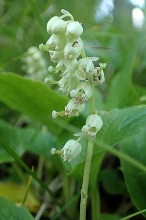 Orthilia secunda \ Birngrn, Nickendes Wintergrn / Serrated Winter Green, D Pfronten 28.6.2016