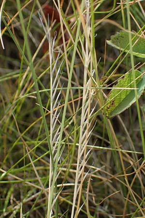 Nardus stricta \ Borst-Gras / Mat Grass, D Rhön, Wasserkuppe 19.6.2023