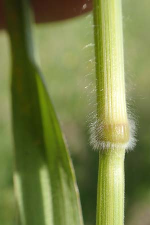 Bromus hordeaceus agg. \ Weiche Trespe / Soft Brome, D Eberbach 11.5.2018