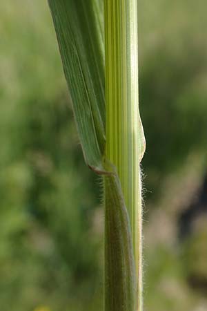 Bromus hordeaceus agg. \ Weiche Trespe / Soft Brome, D Eberbach 11.5.2018