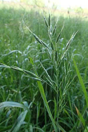 Bromus hordeaceus agg. \ Weiche Trespe / Soft Brome, D Dietzenbach 19.5.2019