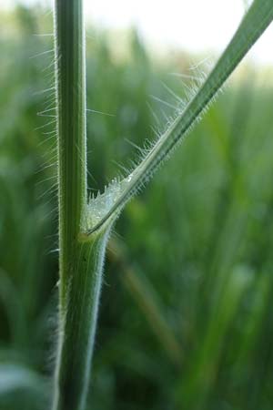 Bromus hordeaceus agg. \ Weiche Trespe / Soft Brome, D Dietzenbach 19.5.2019
