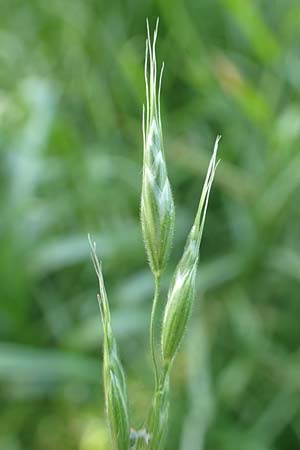 Bromus hordeaceus agg. \ Weiche Trespe / Soft Brome, D Dietzenbach 19.5.2019