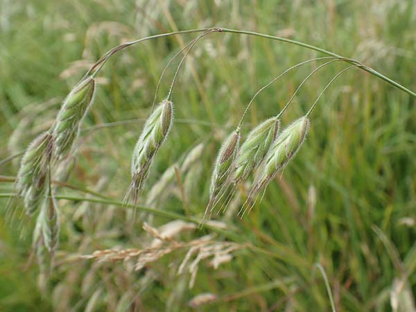 Bromus hordeaceus agg. \ Weiche Trespe / Soft Brome, D Münzenberg 22.6.2019