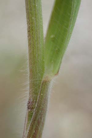 Bromus hordeaceus agg. \ Weiche Trespe / Soft Brome, D Mannheim 24.4.2022