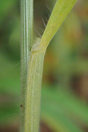 Bromus hordeaceus agg. \ Weiche Trespe / Soft Brome, D Werl 20.6.2022