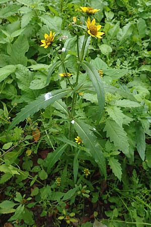 Bidens cernua \ Nickender Zweizahn / Nodding Bur-Marigold, D Karlsruhe 3.10.2015