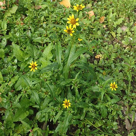 Bidens cernua \ Nickender Zweizahn / Nodding Bur-Marigold, D Karlsruhe 3.10.2015