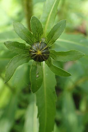 Bidens cernua \ Nickender Zweizahn / Nodding Bur-Marigold, D Karlsruhe 3.10.2015