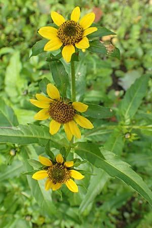 Bidens cernua \ Nickender Zweizahn / Nodding Bur-Marigold, D Karlsruhe 3.10.2015