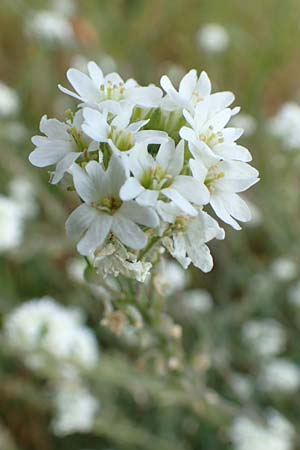 Berteroa incana \ Graukresse / Hoary Alyssum, D Mömlingen 10.9.2016