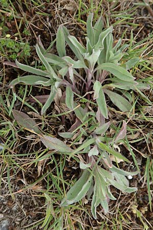 Berteroa incana \ Graukresse / Hoary Alyssum, D Hockenheim 12.4.2019