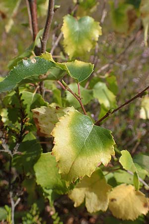 Betula pendula \ Gewhnliche Birke, Hnge-Birke / Silver Birch, D Mehlinger Heide 24.8.2020