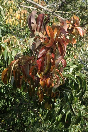Pyrus communis \ Kultur-Birne, D Sachsen-Anhalt, Tangermünde 21.9.2020