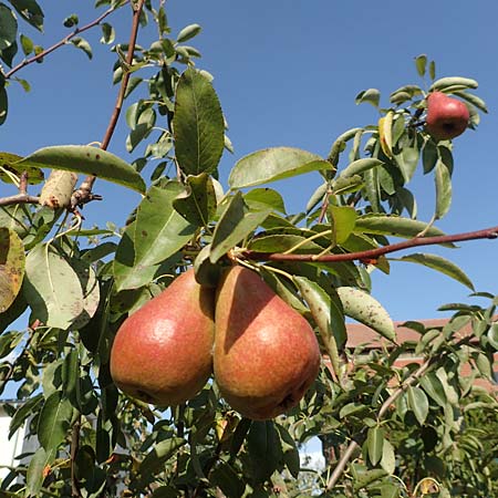 Pyrus communis \ Kultur-Birne, D Brandenburg, Ribbeck 24.9.2020