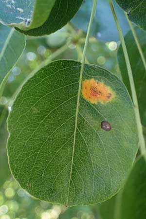 Pyrus communis \ Kultur-Birne, D Odenwald, Erbach 17.7.2022