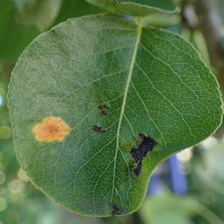 Pyrus communis \ Kultur-Birne, D Odenwald, Erbach 17.7.2022