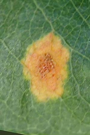 Pyrus communis \ Kultur-Birne, D Odenwald, Erbach 17.7.2022